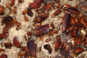desktop wallpaper in a cockroach genome little mighty secrets